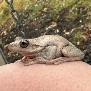 Litoria peronii at Surf Beach, NSW - 7 Sep 2024 09:58 AM