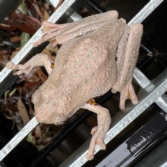 Litoria peronii at Surf Beach, NSW - 7 Sep 2024 09:58 AM