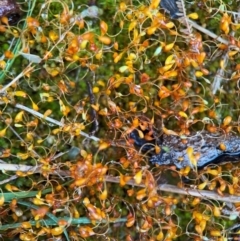 Funaria hygrometrica (Moss) at Surf Beach, NSW - 6 Sep 2024 by Hejor1