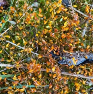 Funaria hygrometrica at Surf Beach, NSW - 7 Sep 2024