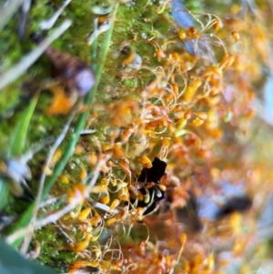 Funaria hygrometrica at Surf Beach, NSW - 7 Sep 2024