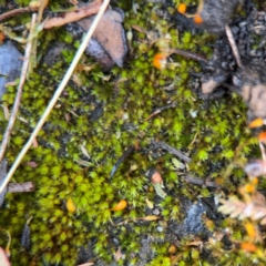 Funaria hygrometrica at Surf Beach, NSW - 7 Sep 2024