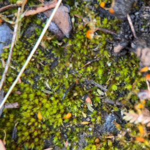 Funaria hygrometrica at Surf Beach, NSW - 7 Sep 2024