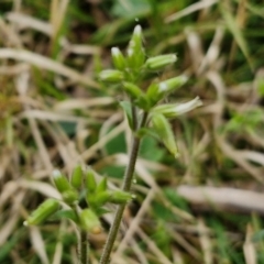 Cerastium vulgare at Bungonia, NSW - 6 Sep 2024 by trevorpreston