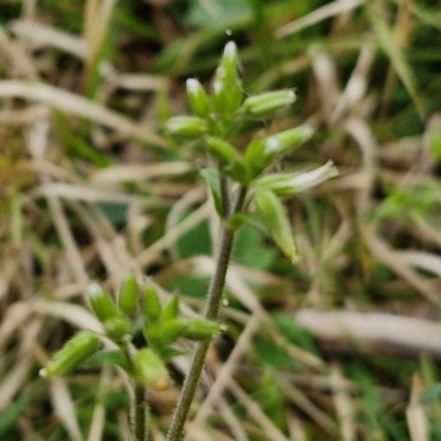 Cerastium vulgare (Mouse Ear Chickweed) at Bungonia, NSW - 7 Sep 2024 by trevorpreston