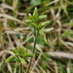 Cerastium vulgare at Bungonia, NSW - 7 Sep 2024