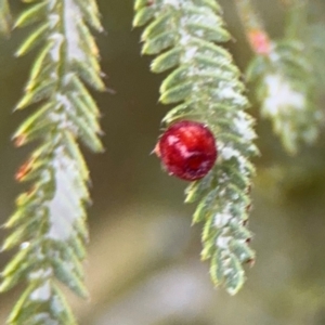 Austroacacidiplosis botrycephalae at Surf Beach, NSW - 7 Sep 2024