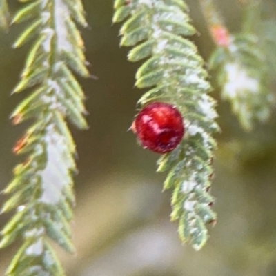 Austroacacidiplosis botrycephalae (A Gall Midge) at Surf Beach, NSW - 7 Sep 2024 by Hejor1