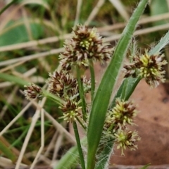 Luzula meridionalis (Common Woodrush) at Bungonia, NSW - 6 Sep 2024 by trevorpreston