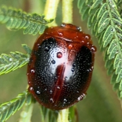 Dicranosterna immaculata (Acacia leaf beetle) at Surf Beach, NSW - 6 Sep 2024 by Hejor1