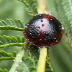 Dicranosterna immaculata at Surf Beach, NSW - 7 Sep 2024