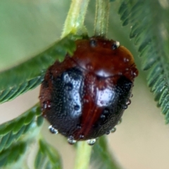 Dicranosterna immaculata at Surf Beach, NSW - 7 Sep 2024