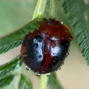 Dicranosterna immaculata at Surf Beach, NSW - 7 Sep 2024