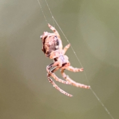 Socca pustulosa (Knobbled Orbweaver) at Surf Beach, NSW - 6 Sep 2024 by Hejor1