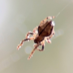 Socca pustulosa at Surf Beach, NSW - 7 Sep 2024