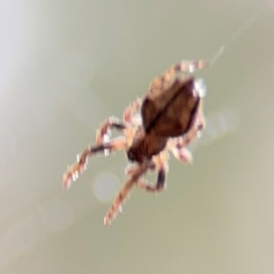 Socca pustulosa at Surf Beach, NSW - 7 Sep 2024 08:57 AM