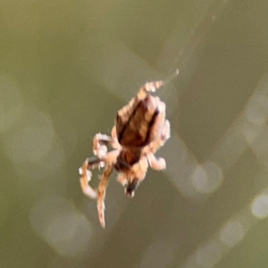 Socca pustulosa at Surf Beach, NSW - 7 Sep 2024 08:57 AM