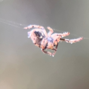 Socca pustulosa at Surf Beach, NSW - 7 Sep 2024