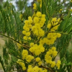 Acacia decurrens at Bungonia, NSW - 6 Sep 2024 by trevorpreston