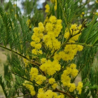 Acacia decurrens (Green Wattle) at Bungonia, NSW - 6 Sep 2024 by trevorpreston