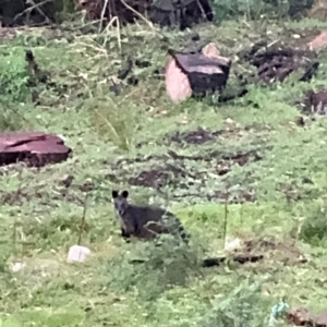 Wallabia bicolor at Surf Beach, NSW - 7 Sep 2024 08:46 AM