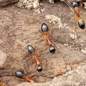 Camponotus consobrinus at Bungonia, NSW - 7 Sep 2024 09:07 AM