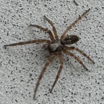 Badumna longinqua (Grey House Spider) at Surf Beach, NSW - 7 Sep 2024 by Hejor1