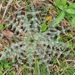 Cirsium vulgare at Bungonia, NSW - 6 Sep 2024 by trevorpreston