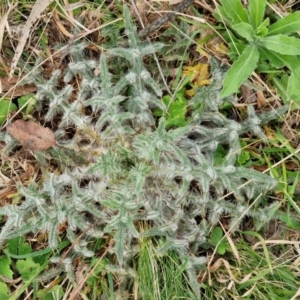 Cirsium vulgare at Bungonia, NSW - 7 Sep 2024 09:06 AM