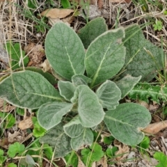 Verbascum thapsus subsp. thapsus (Great Mullein, Aaron's Rod) at Bungonia, NSW - 6 Sep 2024 by trevorpreston