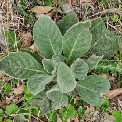 Verbascum thapsus subsp. thapsus at Bungonia, NSW - 6 Sep 2024 by trevorpreston