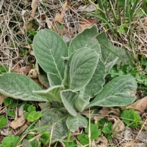 Verbascum thapsus subsp. thapsus at Bungonia, NSW - 7 Sep 2024