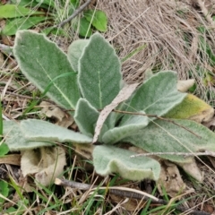 Verbascum thapsus subsp. thapsus at Bungonia, NSW - 7 Sep 2024