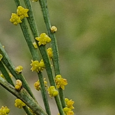 Unidentified Other Shrub at Bungonia, NSW - 6 Sep 2024 by trevorpreston