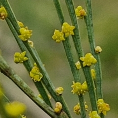 Exocarpos strictus at Bungonia, NSW - 7 Sep 2024 09:05 AM