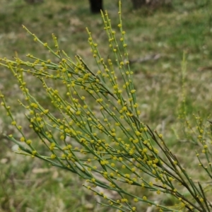 Exocarpos strictus at Bungonia, NSW - 7 Sep 2024 09:05 AM