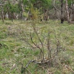 Exocarpos strictus at Bungonia, NSW - 7 Sep 2024 09:05 AM