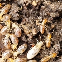 Nasutitermes sp. (genus) (Snouted termite, Gluegun termite) at Bungonia, NSW - 7 Sep 2024 by trevorpreston