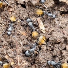 Camponotus aeneopilosus (A Golden-tailed sugar ant) at Bungonia, NSW - 7 Sep 2024 by trevorpreston