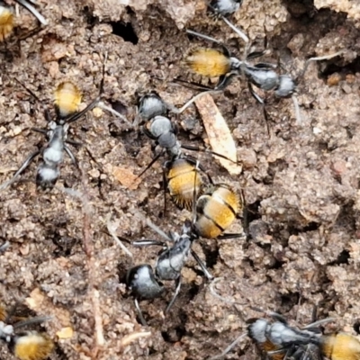 Camponotus aeneopilosus (A Golden-tailed sugar ant) at Bungonia, NSW - 7 Sep 2024 by trevorpreston