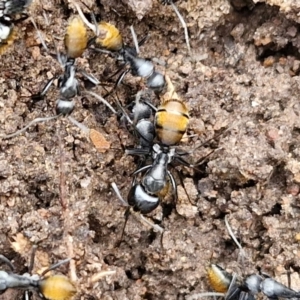 Camponotus aeneopilosus at Bungonia, NSW - 7 Sep 2024