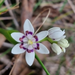 Wurmbea dioica subsp. dioica (Early Nancy) at Bungonia, NSW - 7 Sep 2024 by trevorpreston