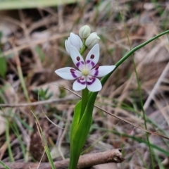 Wurmbea dioica subsp. dioica at Bungonia, NSW - 7 Sep 2024 09:02 AM