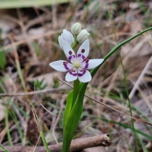 Wurmbea dioica subsp. dioica at Bungonia, NSW - 7 Sep 2024