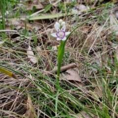 Wurmbea dioica subsp. dioica at Bungonia, NSW - 7 Sep 2024