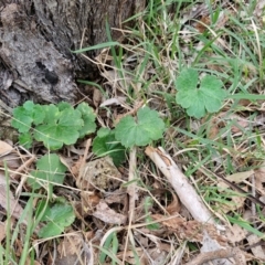 Hydrocotyle sp. at Bungonia, NSW - 6 Sep 2024 by trevorpreston