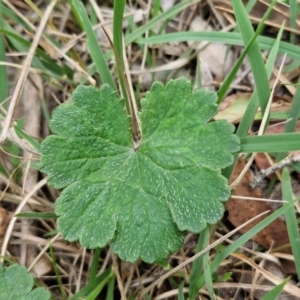 Hydrocotyle laxiflora at Bungonia, NSW - 7 Sep 2024