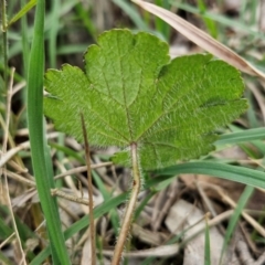 Hydrocotyle laxiflora at Bungonia, NSW - 7 Sep 2024