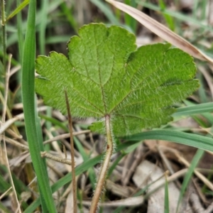 Hydrocotyle laxiflora at Bungonia, NSW - 7 Sep 2024 09:01 AM