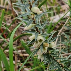 Melichrus urceolatus at Bungonia, NSW - 7 Sep 2024 09:00 AM